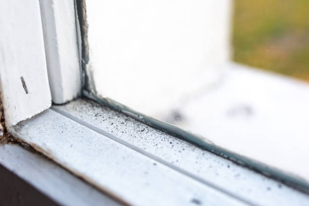 Best Post-Construction Mold Inspection  in Verona, KY