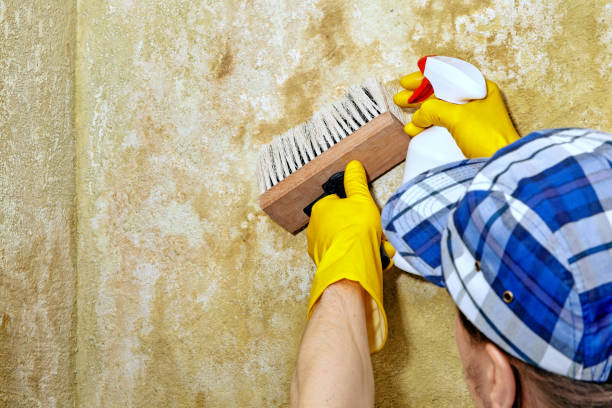 Best HVAC Mold Inspection and Cleaning  in Verona, KY
