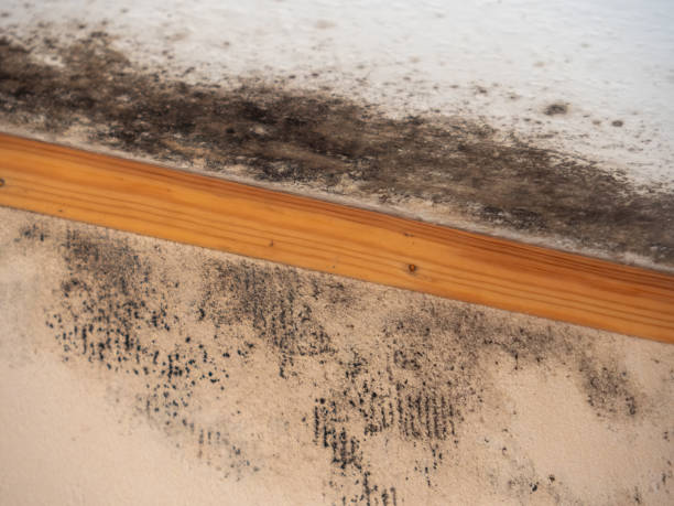 Mold Odor Removal Services in Verona, KY